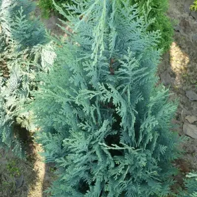 Кипарисовик КОЛУМНАРИС лавсона в Колодищи