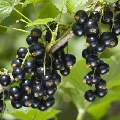 Смородина чёрная ВОЛШЕБНИЦА в Колодищи