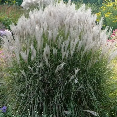 Мискантус КЛЯЙН СИЛЬБЕРСПАЙН китайский  в Колодищи