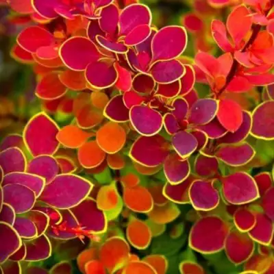 Барбарис ОРАНЖ САНРАЙЗ тунберга в Колодищи