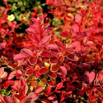 Барбарис КОРАЛ тунберга в Колодищи