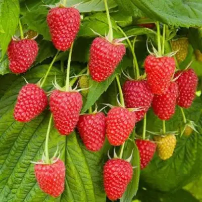 Малина БРУСВЯНА в Колодищи