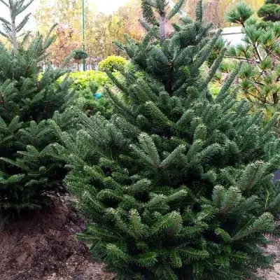 Пихта ФРАЗЕРА в Колодищи