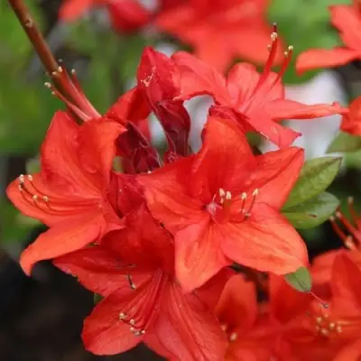 Азалия ПАРКФАЕР листопадная в Колодищи