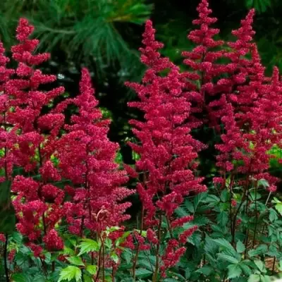 Астильба БУРГУНДИ РЕД Арендса в Колодищи