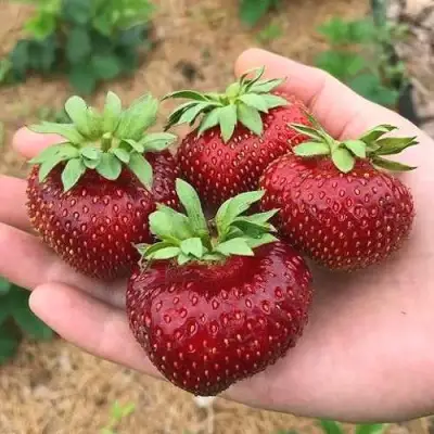 Клубника МАЛЬВИНА в Колодищи