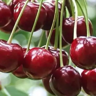 Вишня УЙФЕХЕРТОЙ ФЮРТОШ в Колодищи