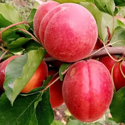 Абрикос РУБИСТА в Колодищи