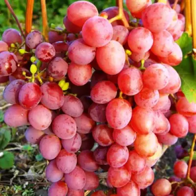Виноград КИШМИШ КРАСНЫЙ в Колодищи
