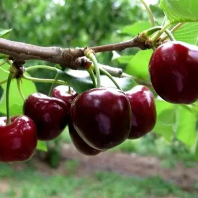 Вишня МОРОЗОВКА в Колодищи