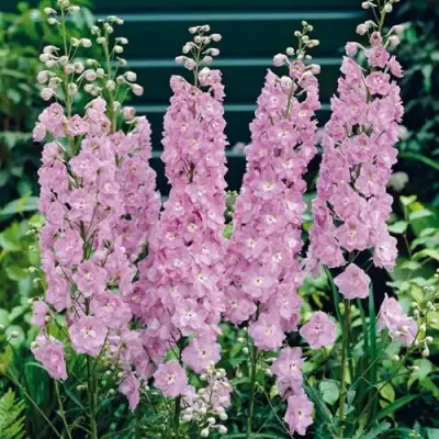 Дельфиниум ПЕТТИКОУТ гибридный в Колодищи