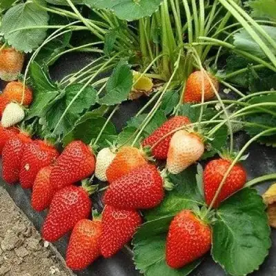 Клубника РОКСАНА в Колодищи