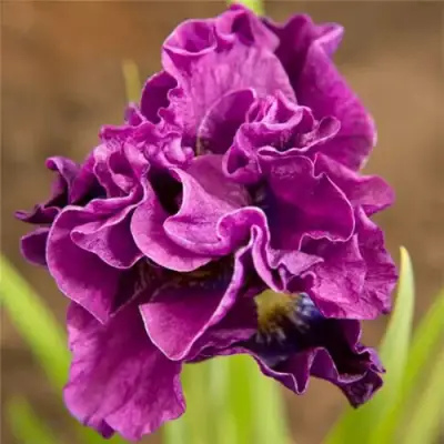 Ирис БАНДЛ ОВ ДЖОЙ сибирский в Колодищи