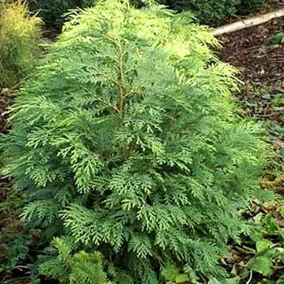 Кипарисовик САНКИСТ лавсона в Колодищи