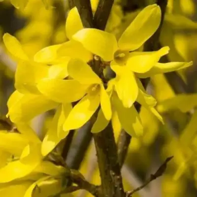 Форзиция ТАРАНДТ промежуточная в Колодищи