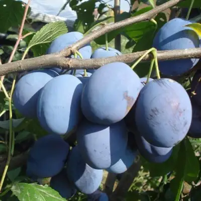 Слива ЧАЧАКСКАЯ РАННЯЯ в Колодищи