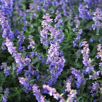 Котовник СИКС ХИЛЛС ГИАНТ в Колодищи