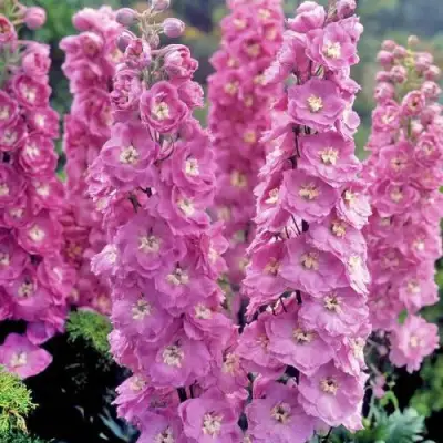 Дельфиниум ДЕЛЬФИС ПИНК ПАУЭ высокий в Колодищи