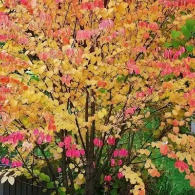 БАГРЯННИК японский в Колодищи