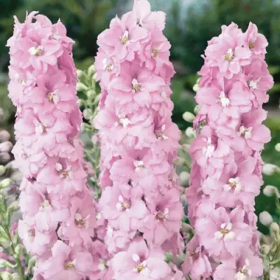 Дельфиниум ПЕТТИКОУТ гибридный в Колодищи