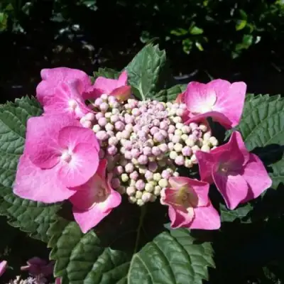 Гортензия БЛАУМАЙС (БЛАУМАЙЗЕ) крупнолистная в Колодищи