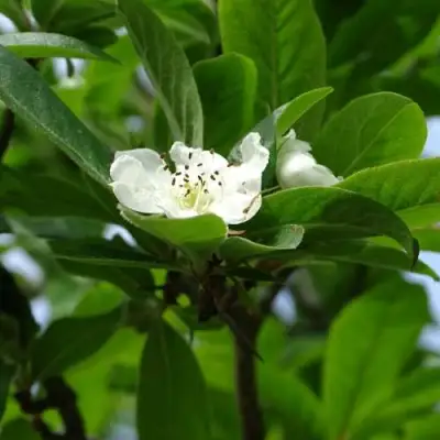 МУШМУЛА  в Колодищи