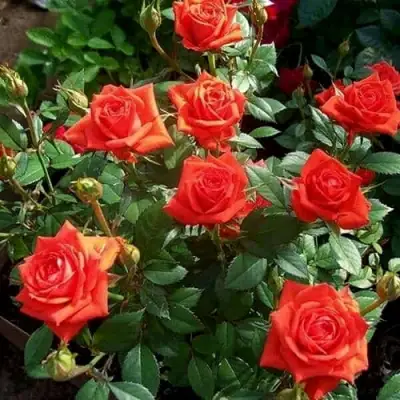 Роза ОРАНЖ ДЖЕВЕЛ миниатюрная в Колодищи