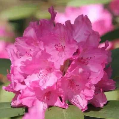 Рододендрон ЛУМИНА в Колодищи