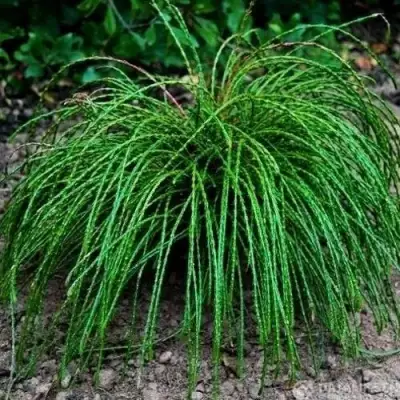 Туя ВИПКОРД складчатая в Колодищи