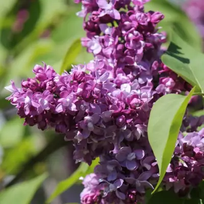 Сирень ИЗОБИЛИЕ в Колодищи