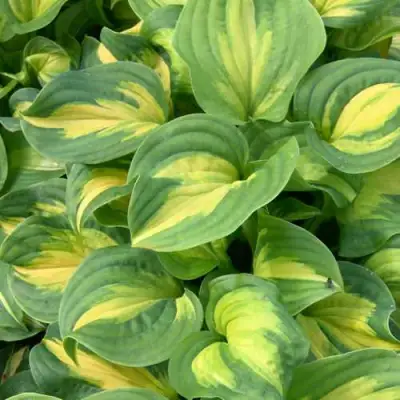 Хоста ЭМЕРАЛЬД ЧАРДЖЕР гибридная в Колодищи