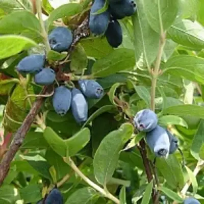 Жимолость съедобная НАРЫМСКАЯ в Колодищи