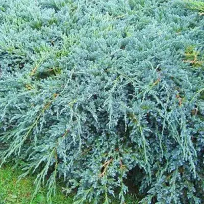 Можжевельник БЛЮ КАРПЕТ чешуйчатый в Колодищи