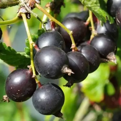 ЙОШТА в Колодищи