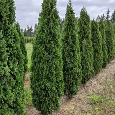 Туя ДЕГРУТ СПАЙР западная в Колодищи