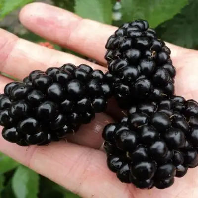 Ежевика ПОЛАР бесшипная  в Колодищи