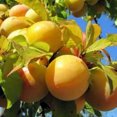 Слива МЕДОВАЯ ЖЁЛТАЯ в Колодищи