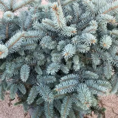 Ель ГЛАУКА колючая в Колодищи