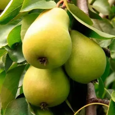 Груша НЕЖНОСТЬ колонновидная	 в Колодищи