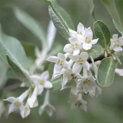 ЛОХ СЕРЕБРИСТЫЙ в Колодищи