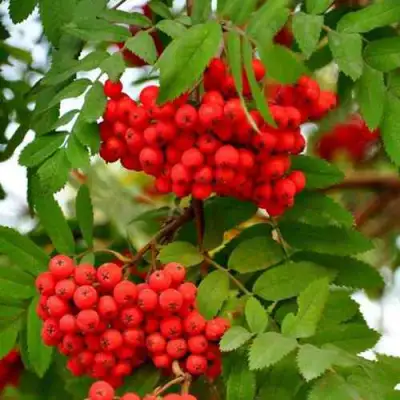 Рябина ОБЫКНОВЕННАЯ в Колодищи