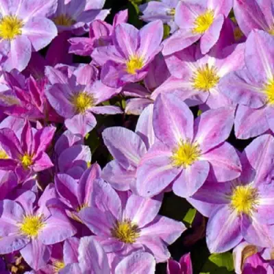 Клематис ЧЕЙНДЖ ОФ ХАРТ в Колодищи