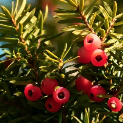 Тис ЭЛЕГАНТИССИМА ягодный в Колодищи