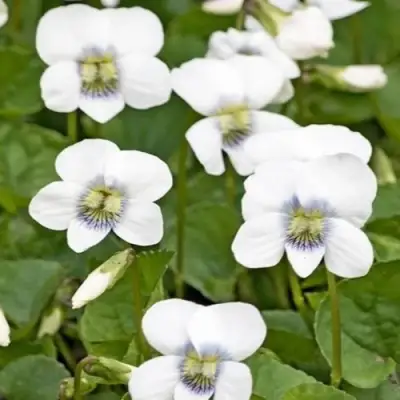 Фиалка АЛЬБИФЛОРА сестринская в Колодищи