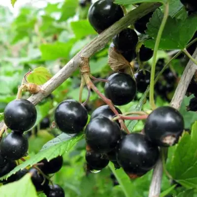 Смородина чёрная ЧЁРНЫЙ АИСТ в Колодищи