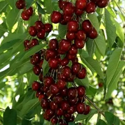 Черешня ХЕЛЕНА колоновидная в Колодищи