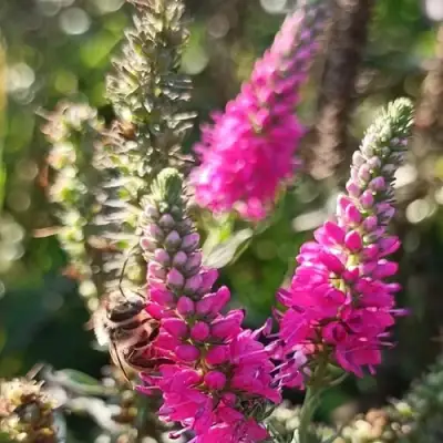 Вероника РОЗЕА колосковая в Колодищи