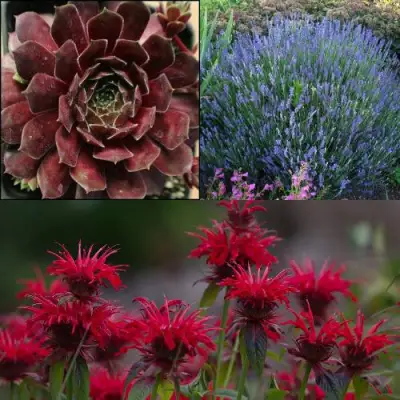 Комплект ФИОЛЕТОВОЕ ВДОХНОВЕНИЕ в Колодищи