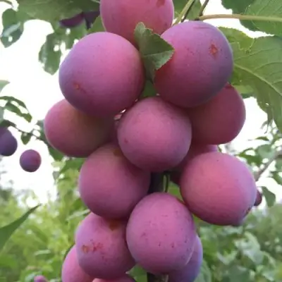 Слива ИМПЕРИАЛ колонновидная в Колодищи