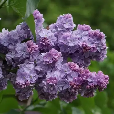 Сирень КАТЕРИНА ХАВЕМЕЙЕР в Колодищи